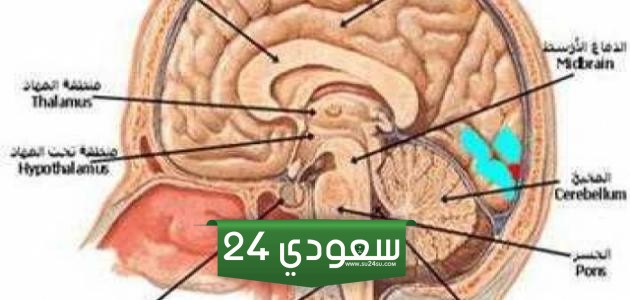 بحث عن تركيب الجهاز العصبي pdf