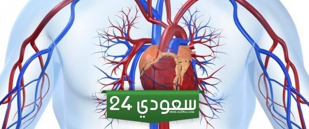 بحث عن جهاز الدوران