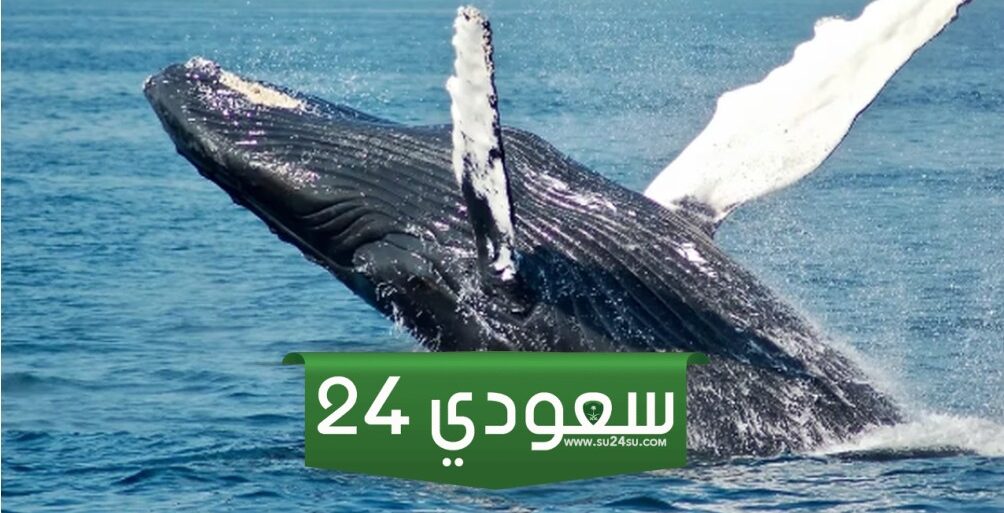 حوت يستيقظ من سبات طويل وينقل 2 مليار دولار من البيتكوين