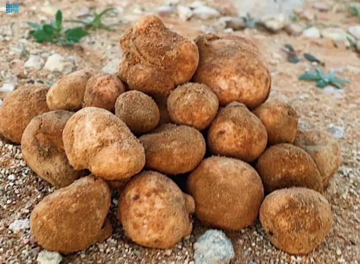 صندوق الفقع في السعودية