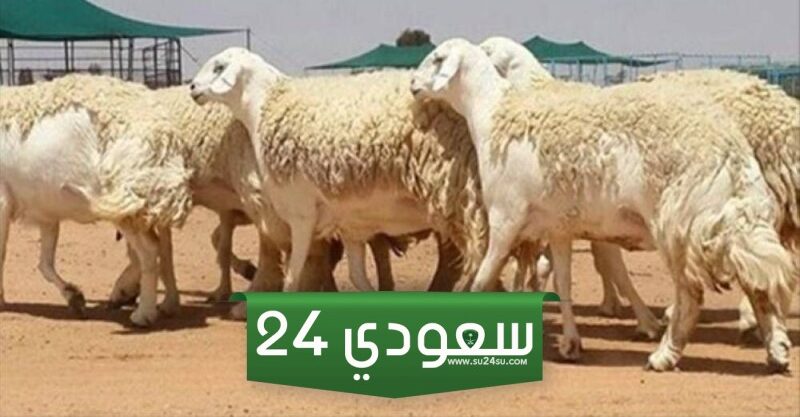 طريقة التسجيل في برنامج دعم صغار مربي المواشي