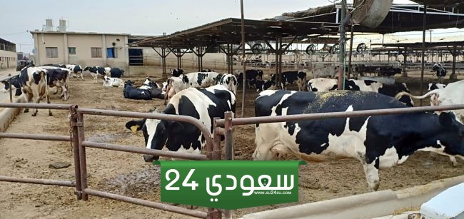 طريقة تحديث بيانات دعم مربي المواشي الجديد 1445