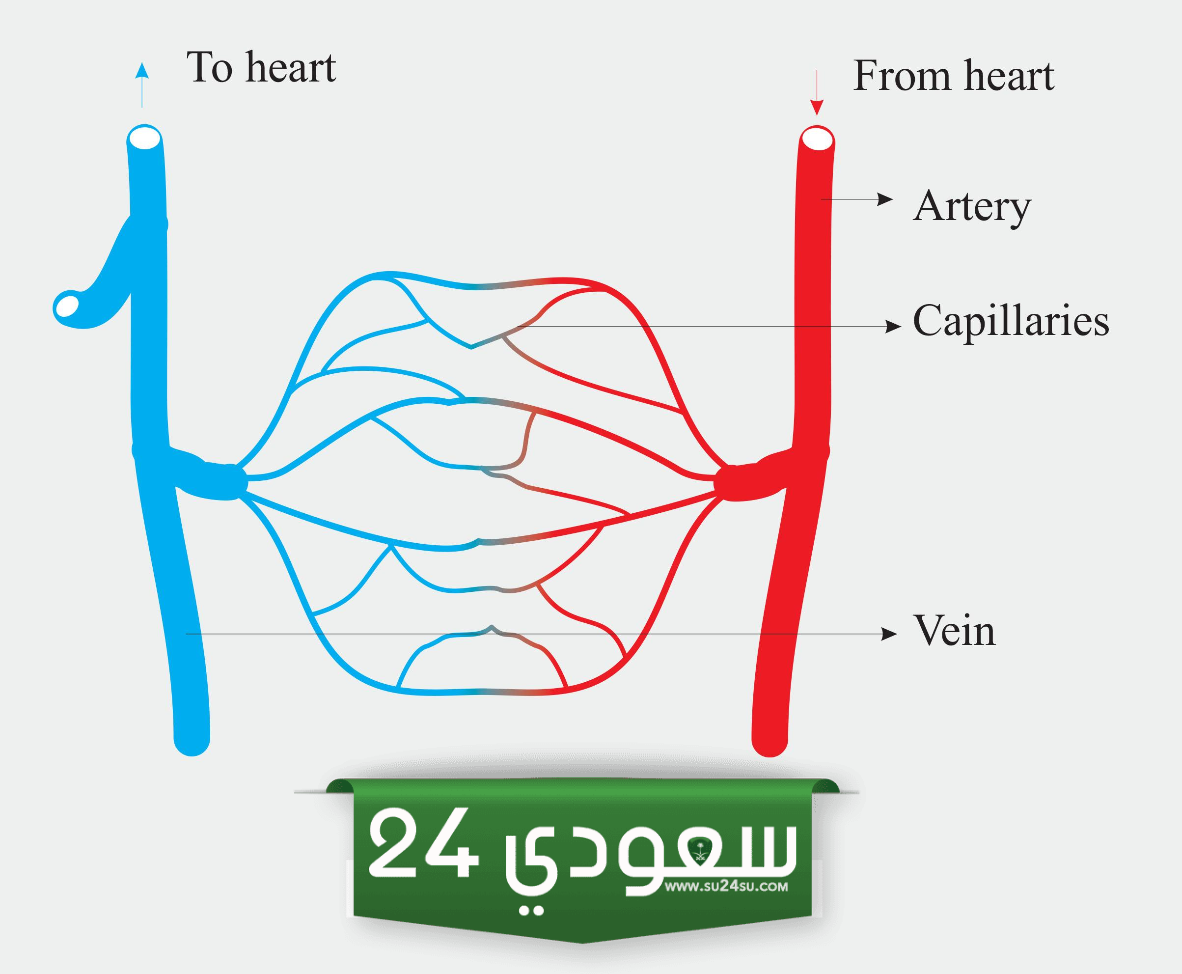 عملية تبادل الغذاء والفضلات