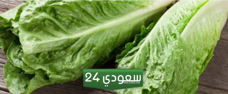 فوائد الخس يعزز جهاز المناعة ويحل مشاكل البشرة
