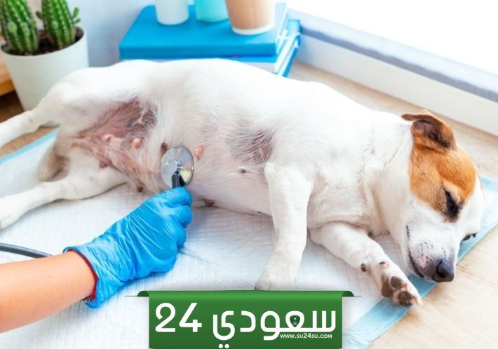 مدة حمل الكلاب