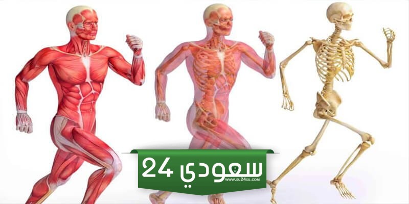 مقدمة للبحث في الجهاز الهيكلي