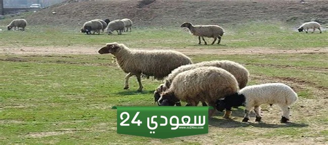 من اسباب قلة الثروة الحيوانية في وطني