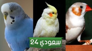 أفضل 5 قنوات يوتيوب لتعليم كيفية تربية الطيور والعصافير في المنزل!