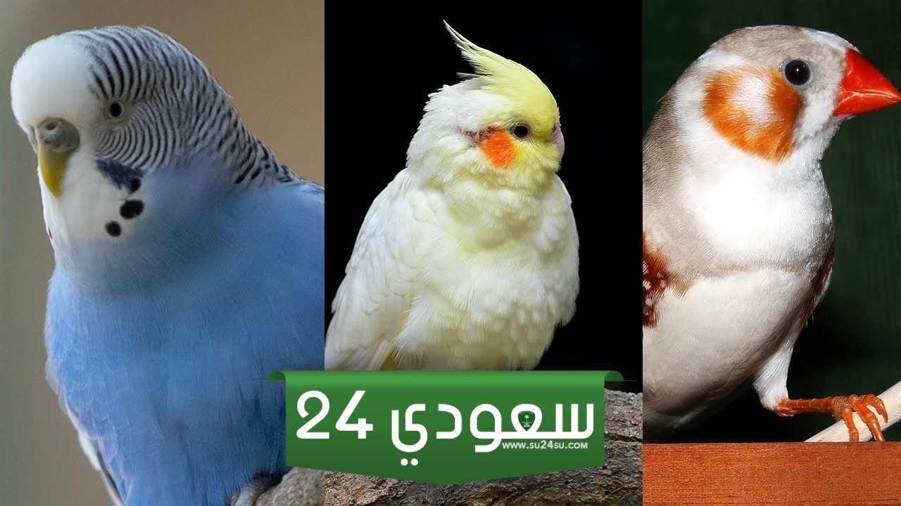 أفضل 5 قنوات يوتيوب لتعليم كيفية تربية الطيور والعصافير في المنزل!