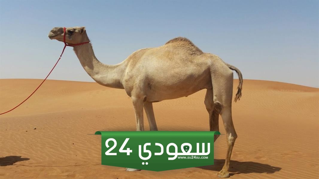 البكرة التي تحمل رمز ولي العهد