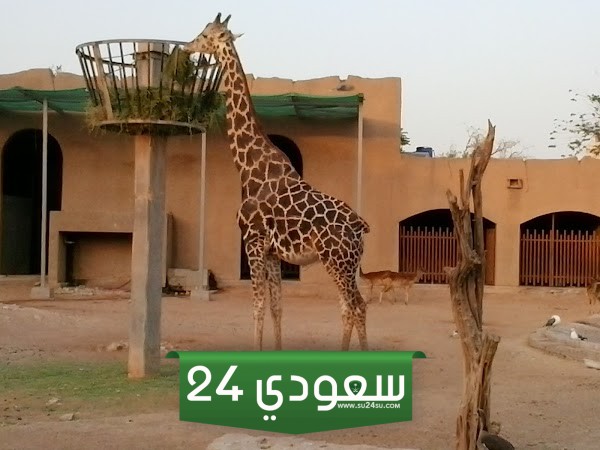 حديقة الحيوان بالرياض الملز