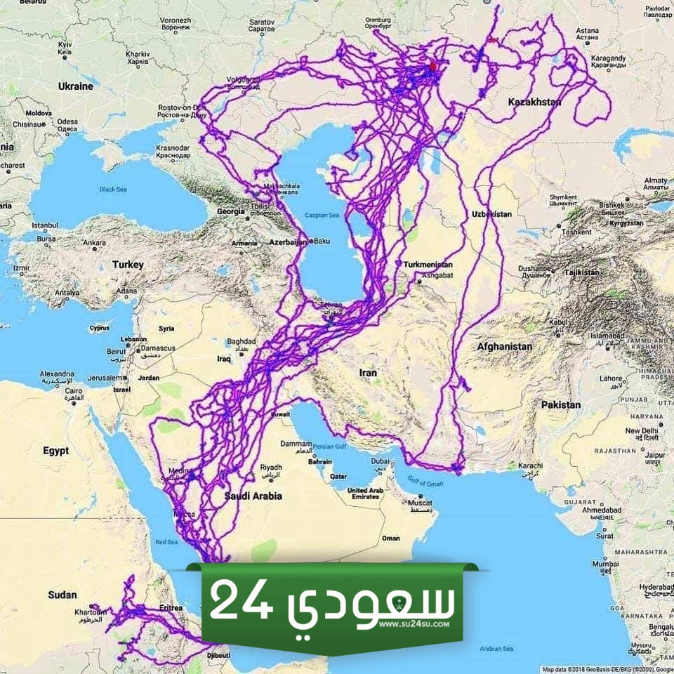 خريطة هجرة الصقور في السعودية