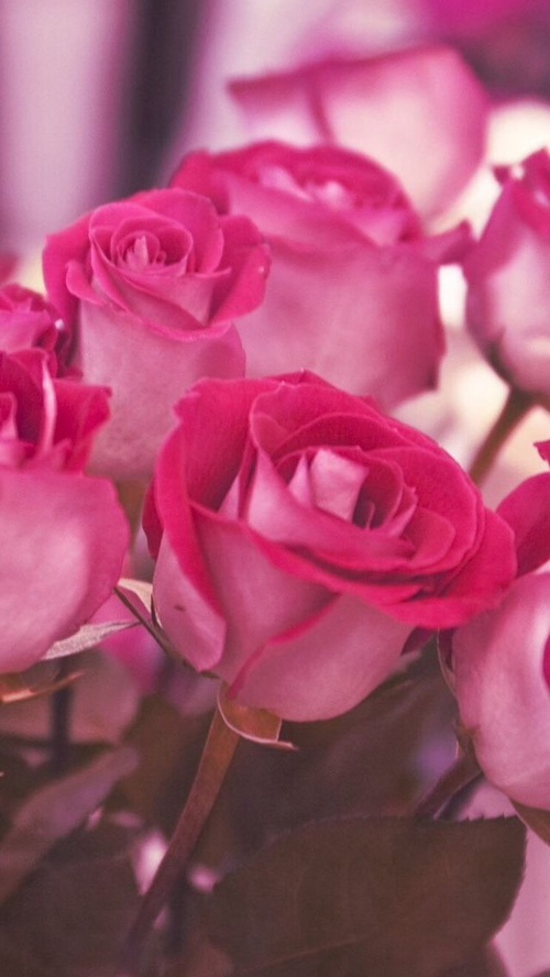 خلفيات عيد الحب للجوال 23