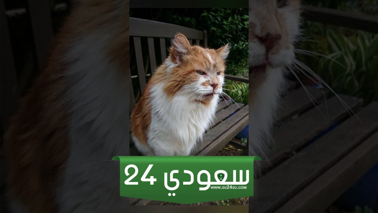 صوت القطط الأكثر شيوعًا هو المواء
