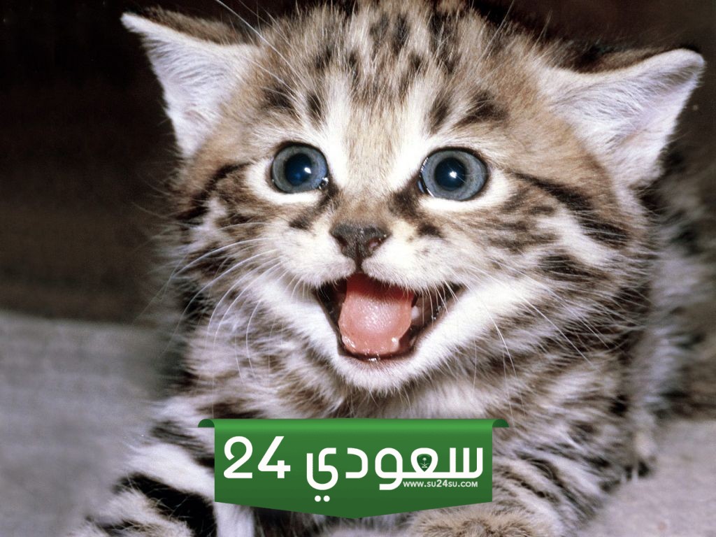 صوت القطط ومعانيه وأنواعه