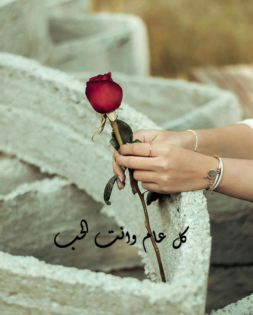 صور ورد عيد الحب 29 صور وردة عيد الحب 28
