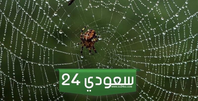 هل يجوز قتل العنكبوت وحكم إزالة بيت العنكبوت من البيوت