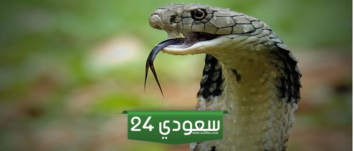 تطوير ترياق عالمي للدغات الثعابين ينقذ البشر من لدغة الكوبرا والمامبا
