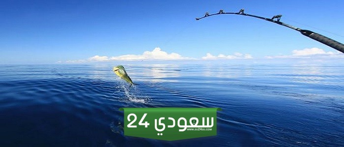 عاجل.. وزارة البيئة بالمملكة تحظر صيد أسماك الناجل والطرادي على البحر الأحمر