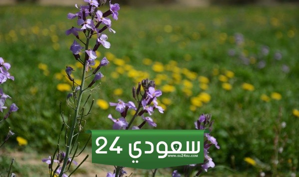 أجمل صور محمية الامام تركي بن عبدالله