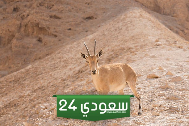 أين يوجد الوعل العربي في السعودية