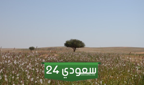 أجمل صور محمية الامام تركي بن عبدالله