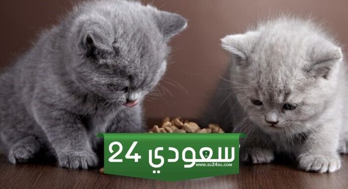 ماهو طعام القطط وأنواعه وكيفية الإعتناء بهم