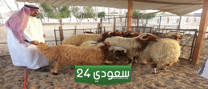 قائمة اسواق الاضاحي بالرياض