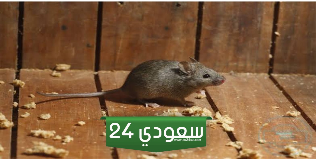 طرد الفئران من المنزل