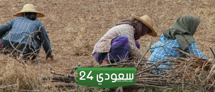 العمل الموسمي في أمريكا: اكتشف كيفية الاستفادة من تأشيرة H-2A و H-2B
