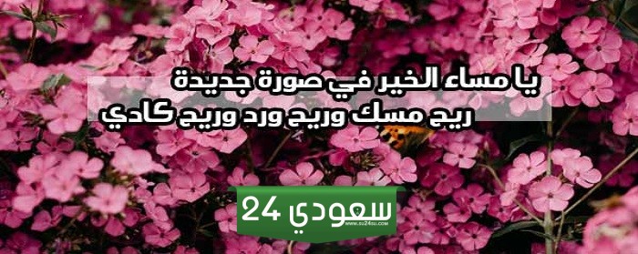 كلام مساء الورد