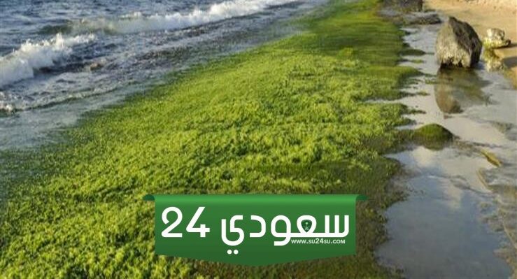 طريقة استزراع طحلب الكلوريلا
