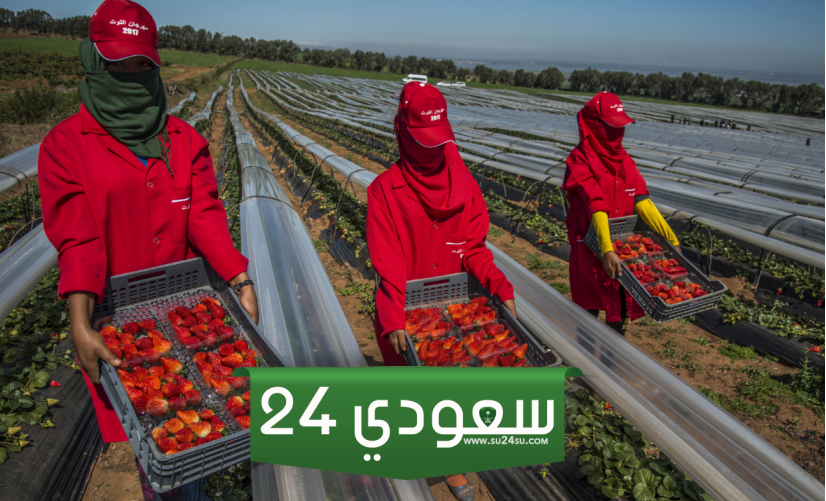 عقود جني الفراولة في إسبانيا