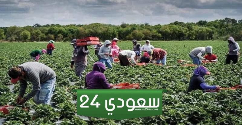 فرص عمل في الفلاحة بأوروبا: حقق حلمك براتب مغرٍي!
