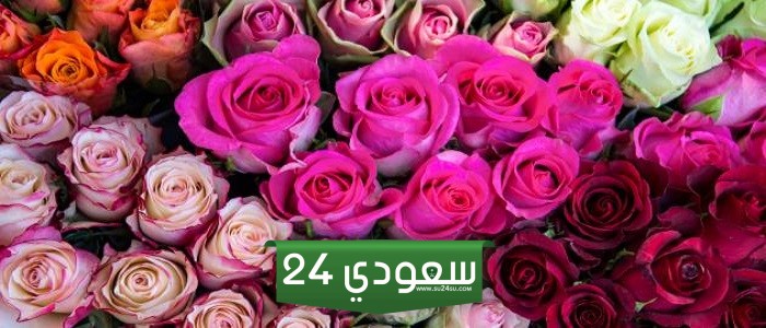 عبارات ومقولات عن الورد 10 خواطر عن جمال الورد 2024