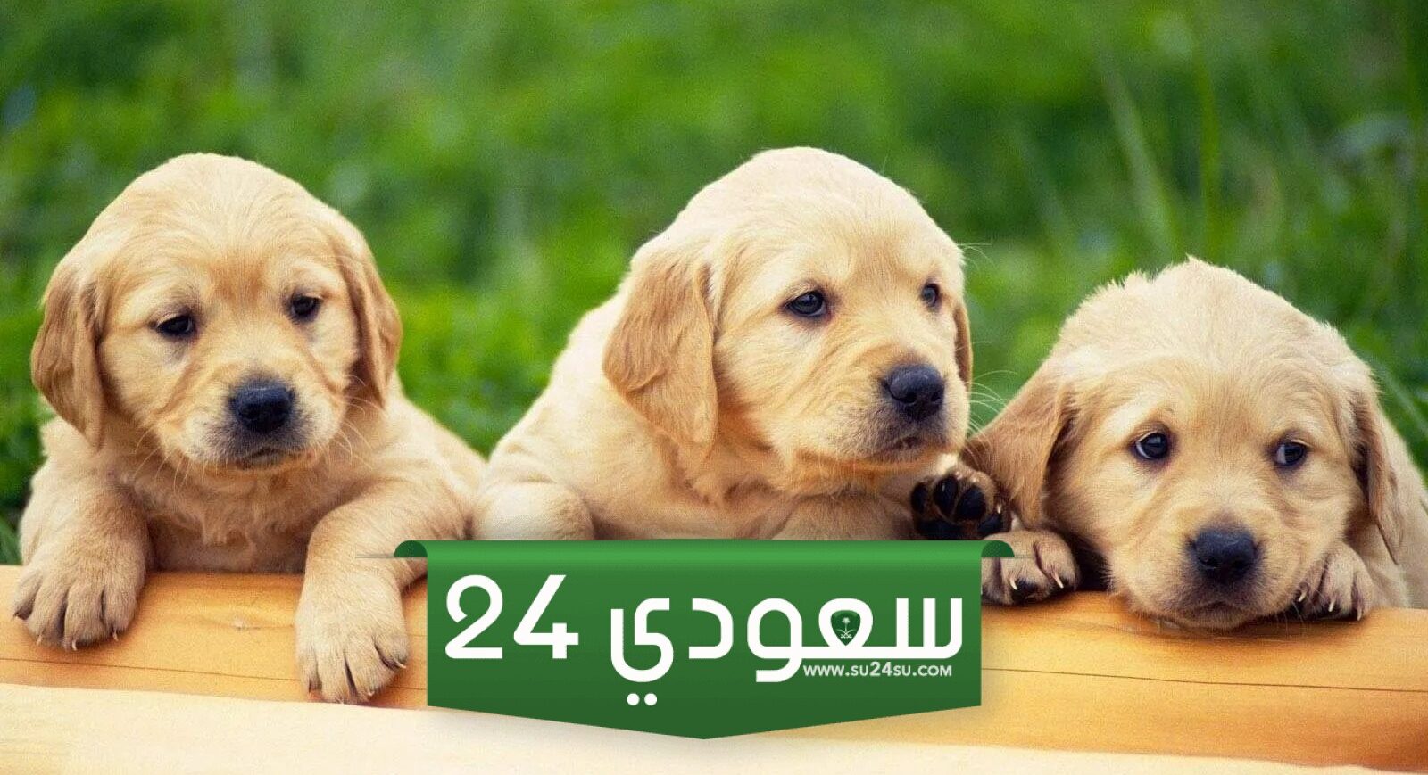 افضل+100 أسماء الكلاب الجديدة للبنات