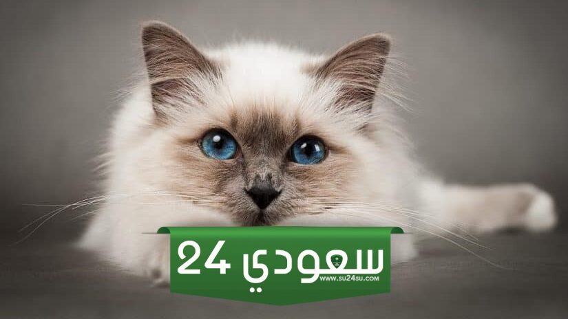 +240 أفضل وأرق اسماء قطط اناث عربية 2024 بمعانيها