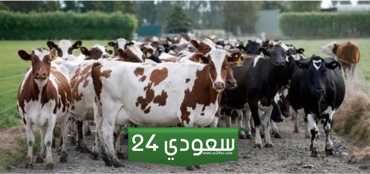 أسعار العجول البقري اليوم