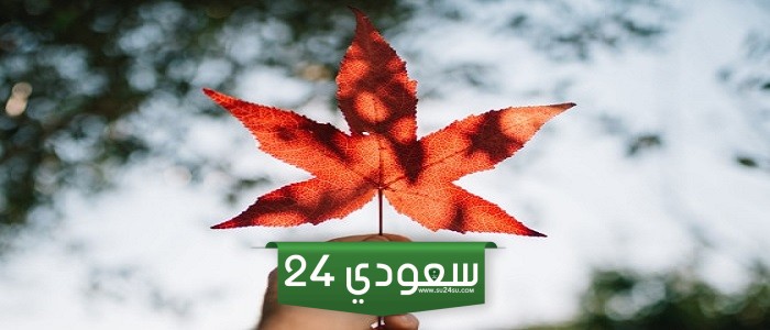 خطوات الهجرة إلى كندا 2024