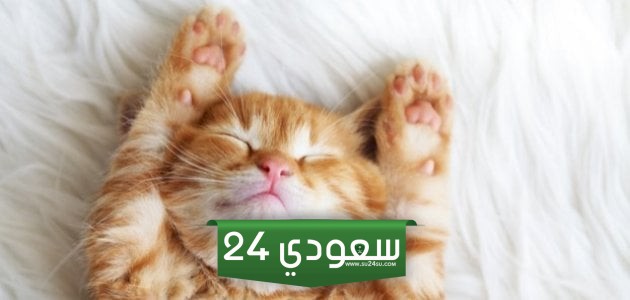 أجمل +200 اسماء قطط ذكور تركية جميلة بالمعاني 2024