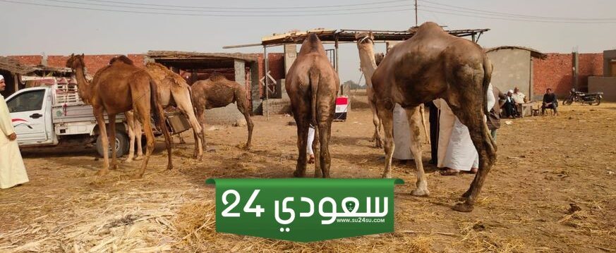 أسعار الجمل في مصر قبل عيد الأضحى المبارك 2024