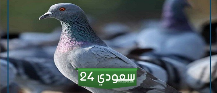 لماذا لا تقبل شهادة مربي الحمام بحسب ابن باز وابن عثيمين