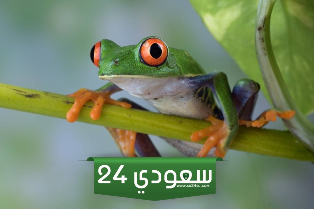 تفسير حلم الضفدع