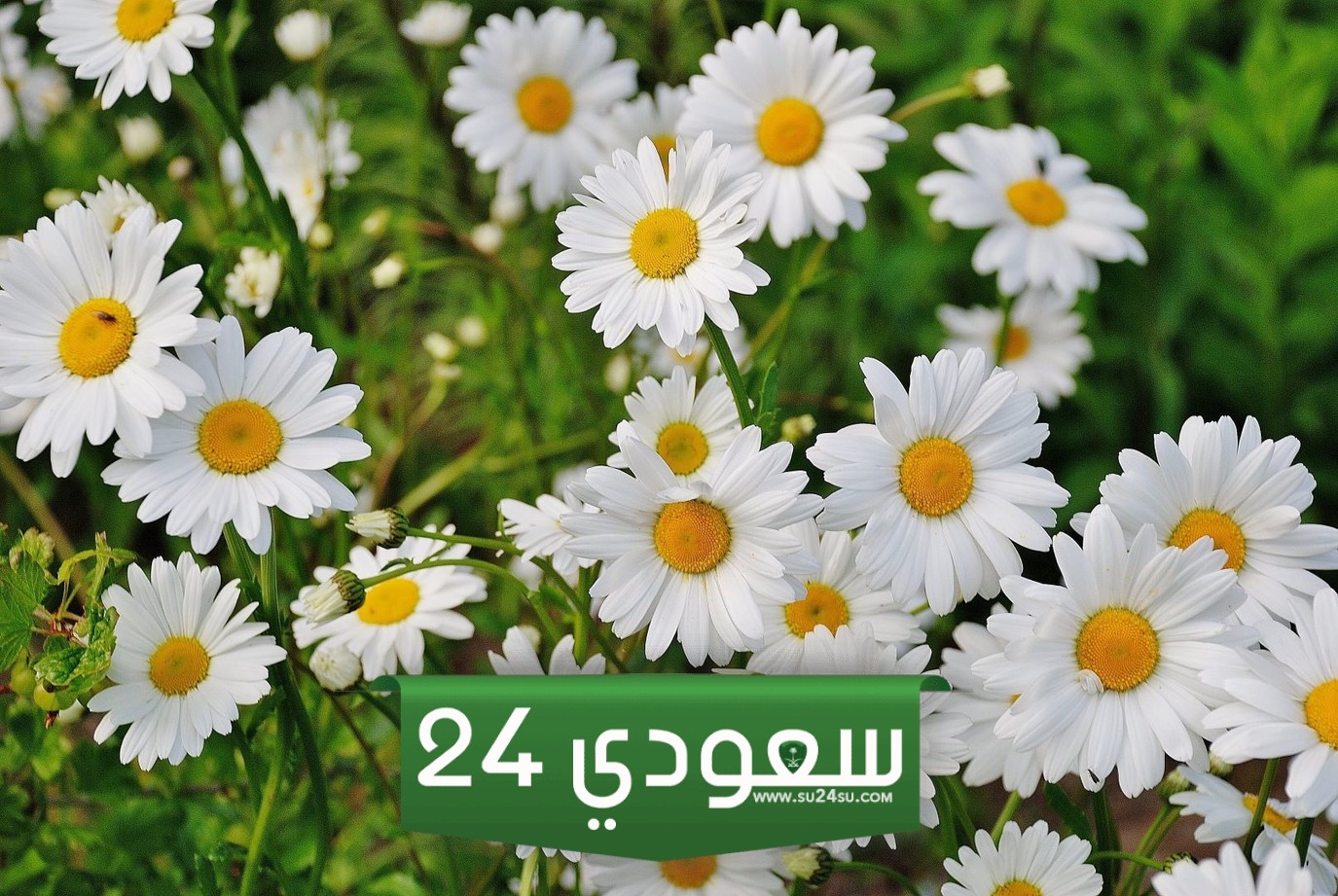تفسير حلم الورد الأبيض