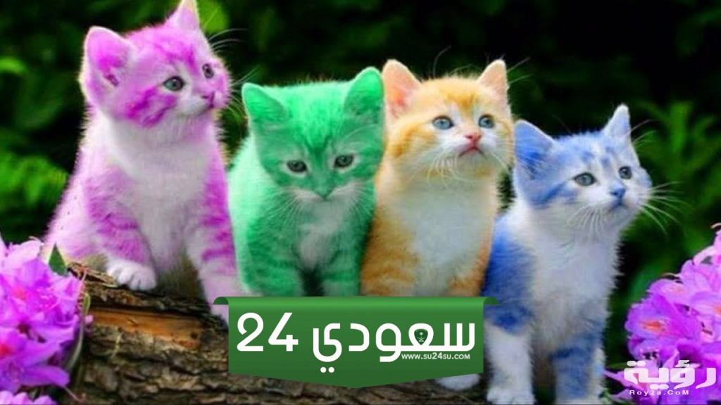 تفسير حلم قطة صغيرة جميلة في المنام