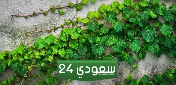 تفسير رؤية شجرة اللبلاب في المنام