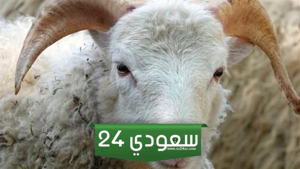 حكم من لا يضحي في العيد
