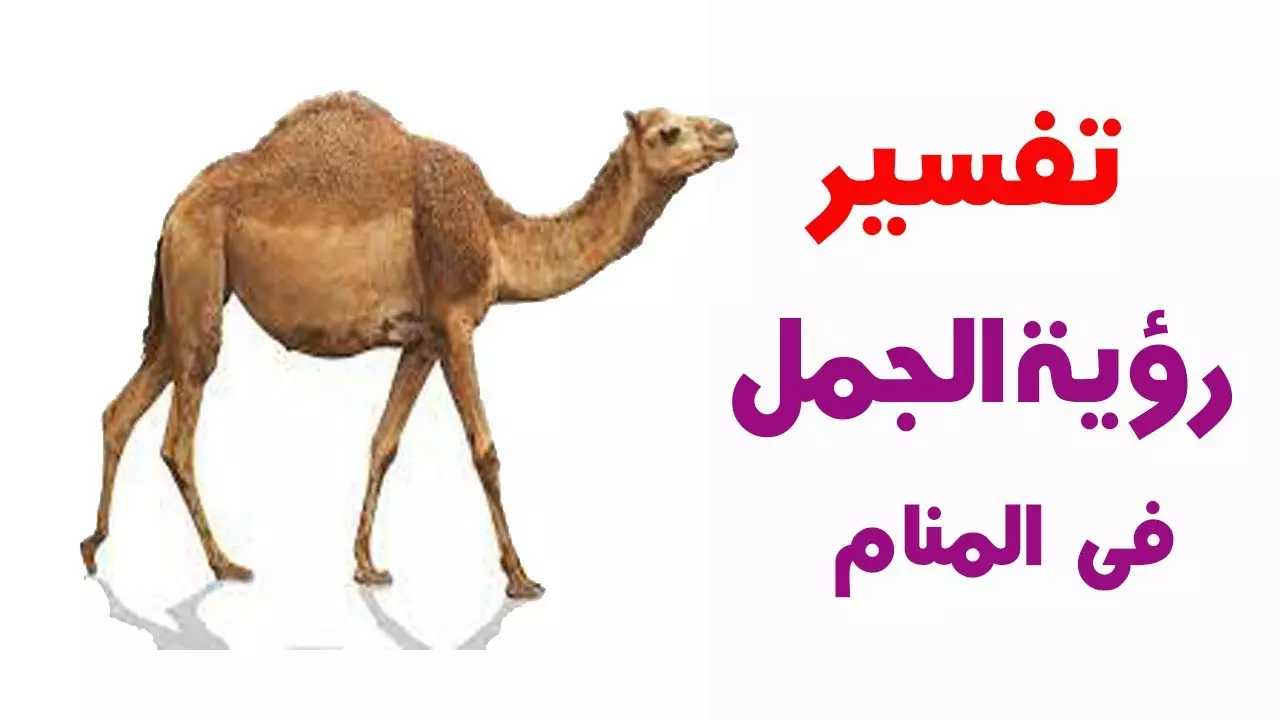 حلم لحم الجمل في المنام