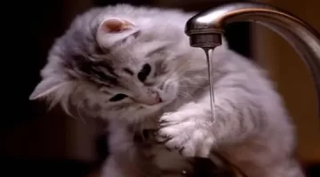 تفسير حلم القطط في دورة المياه