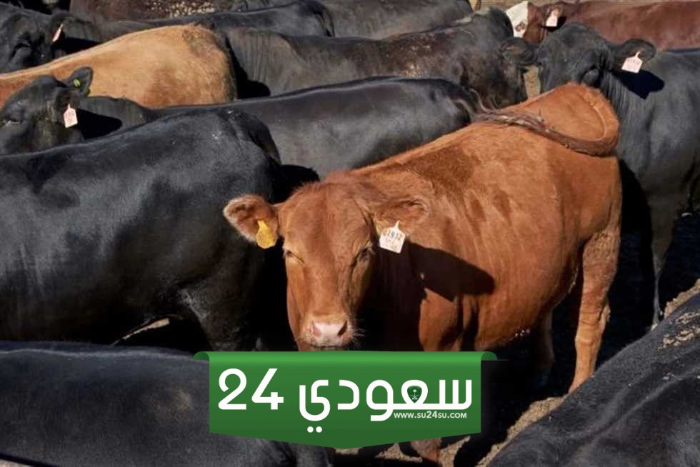 شروط أضحية البقر